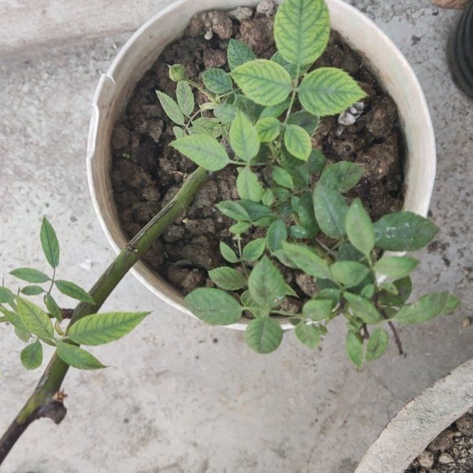 Photo of the plant species Small-Leaved Sweet Briar by @GemMint4 named Tupot amaroot on Greg, the plant care app