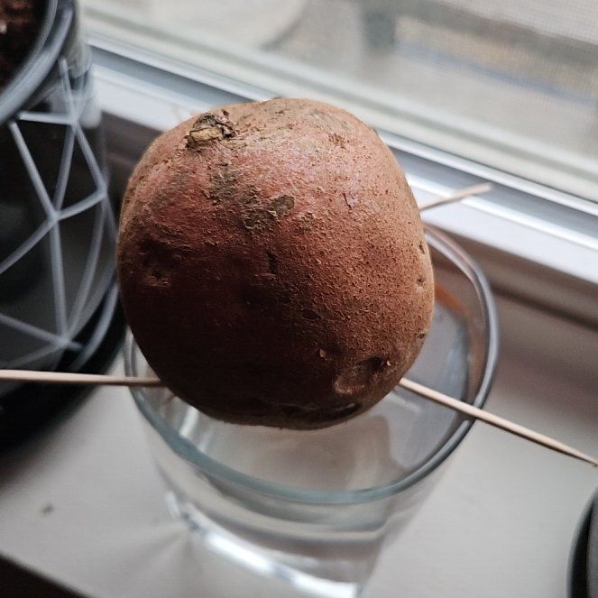 Photo of the plant species Sapote by @FullBalsam57 named Ulysses S Plant on Greg, the plant care app