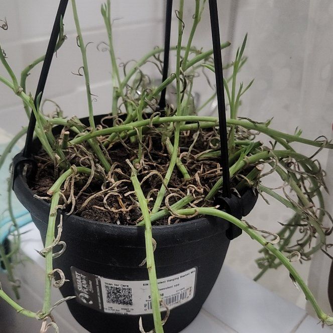Photo of the plant species Allium Oceraceum by @SacredDuwei91 named Captain Plant-it on Greg, the plant care app
