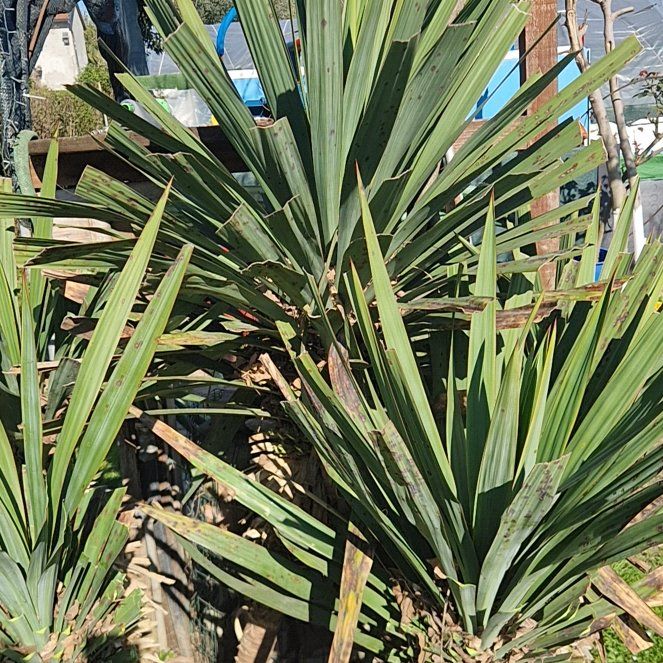 Photo of the plant species Spanish Dagger by @LargeChosmo32 named Taylor Swift on Greg, the plant care app