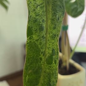 Photo of the plant species Philodendron by @Jaybird27 named Keneau Leaves on Greg, the plant care app