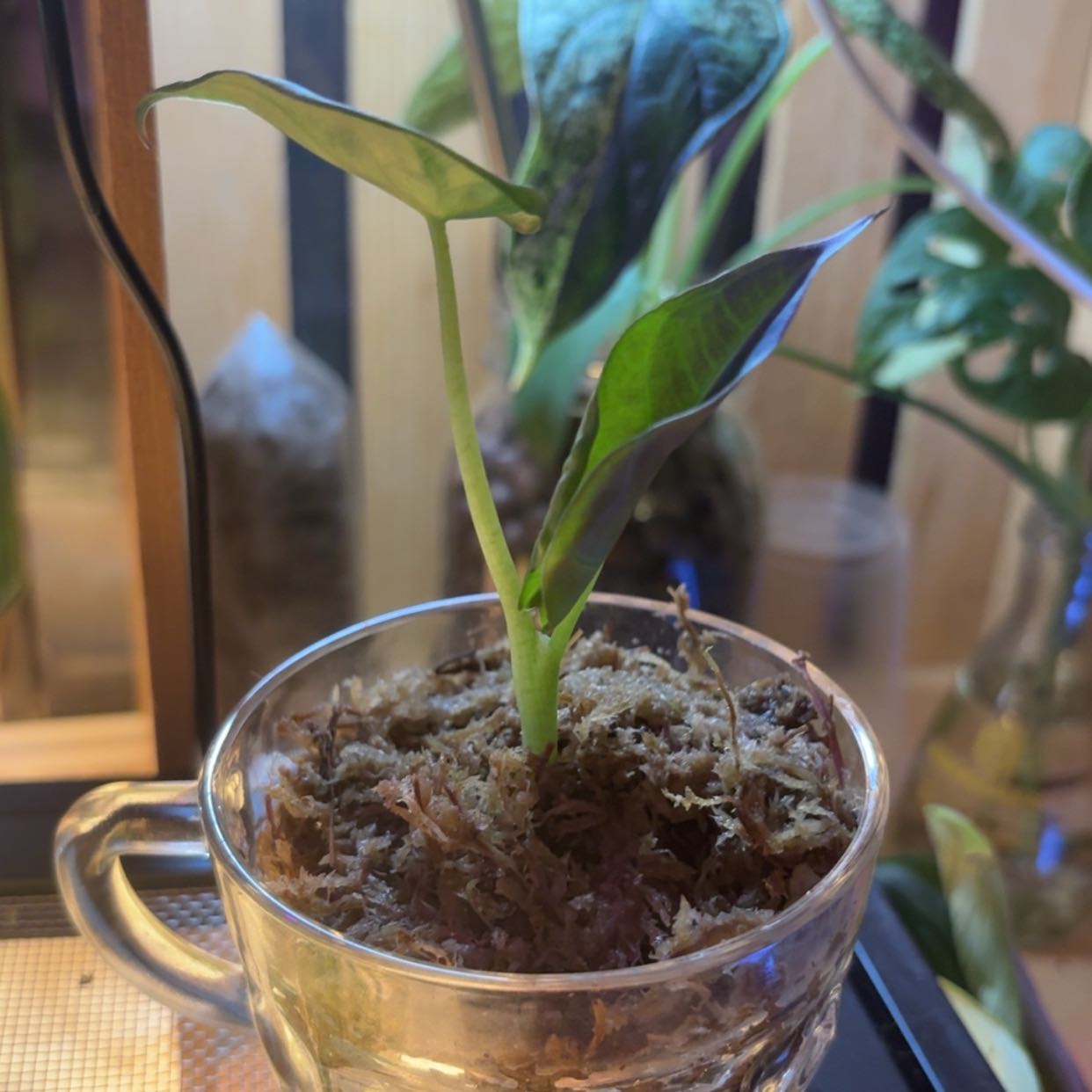 Photo of the plant species Alocasia 'Regal Shield' (variegated form) by @Jaybird27 named Brittany Sprout on Greg, the plant care app