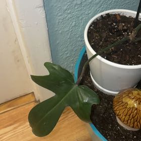 Photo of the plant species Florida Green Philodendron by @Jaybird27 named Fernie Mac on Greg, the plant care app