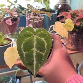 Photo of the plant species Anthurium Pink Lemonade X Forgetii by @Jaybird27 named Harristem Ford on Greg, the plant care app