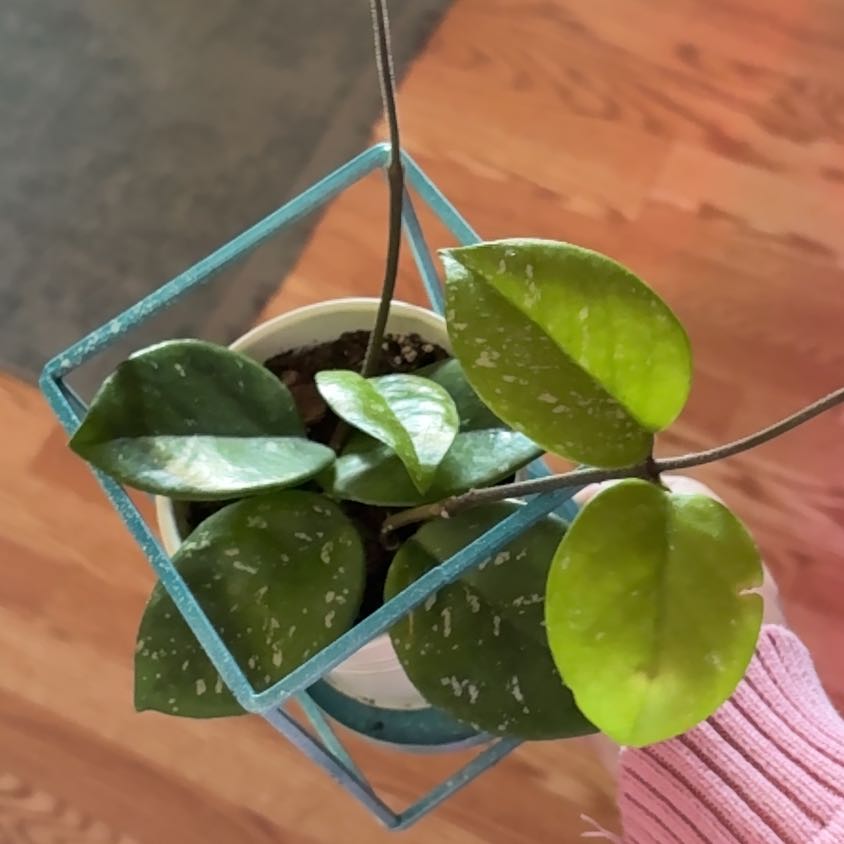 Photo of the plant species Splash Hoya Obovata by @Jaybird27 named Leafy Gaga on Greg, the plant care app