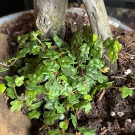 Photo of the plant species Toothed Plagiomnium Moss by @MemorableWasabi named Wall-E on Greg, the plant care app