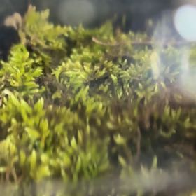 Photo of the plant species Roundleaf Ceratodon Moss by @MemorableWasabi named Sage on Greg, the plant care app