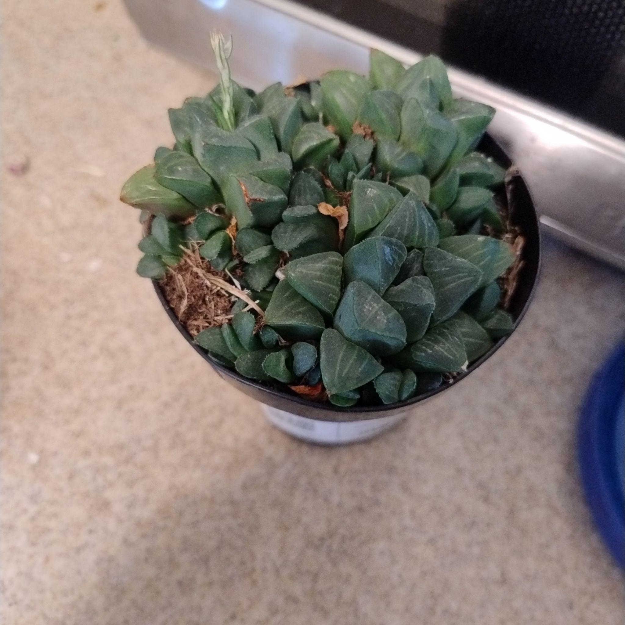 Photo of the plant species Haworthia mirabilis subsp. mundula by @DeftChives68 named Austen on Greg, the plant care app
