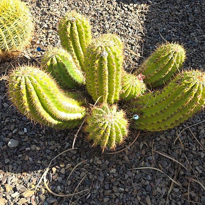 Photo of the plant species Argentine Giant by @IdealQuenepa31 named Khaleesi on Greg, the plant care app