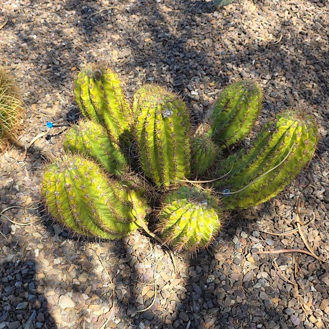 Photo of the plant species Argentine Giant by @IdealQuenepa31 named Girlfrond on Greg, the plant care app