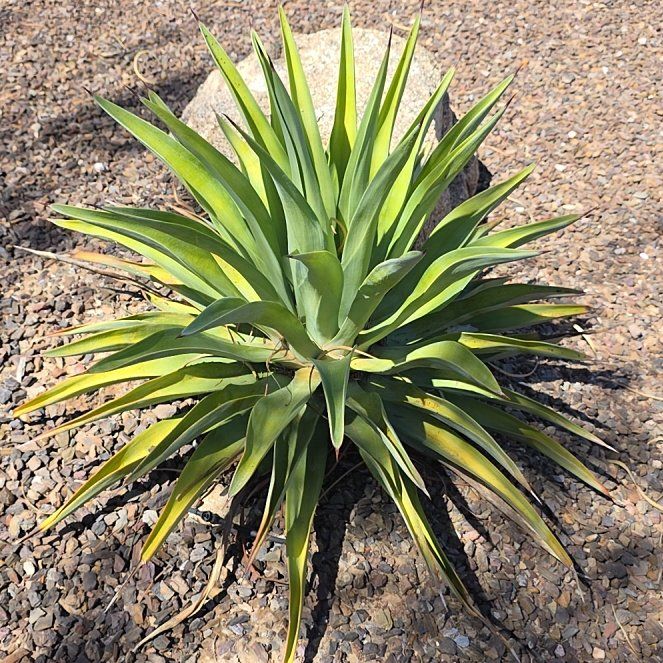Photo of the plant species Twistleaf Yucca by @IdealQuenepa31 named Robert Plant on Greg, the plant care app