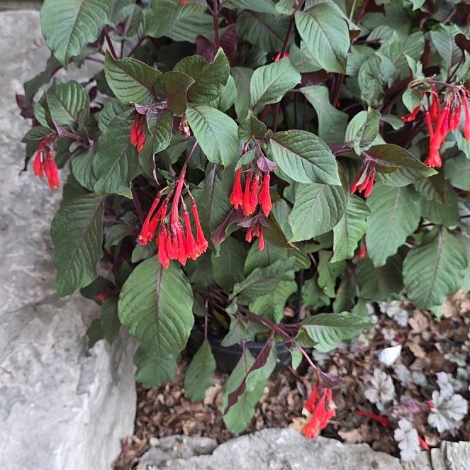 Photo of the plant species Bolivian Fuchsia by @IdealQuenepa31 named Doja Cat on Greg, the plant care app