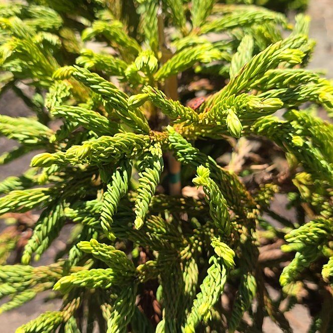 Photo of the plant species Japanese Cedar by @IdealQuenepa31 named Mollie on Greg, the plant care app
