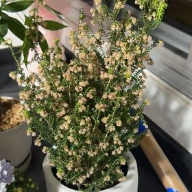Plant No. 2