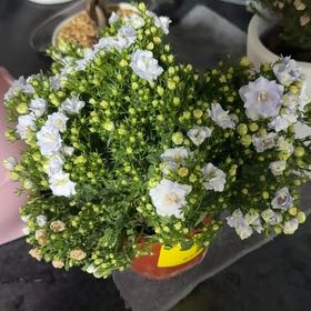 Photo of the plant species Campanula by @ClassicalRedlog named Plant no. 4 on Greg, the plant care app