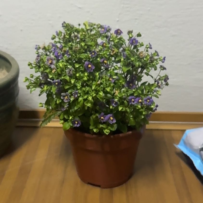 Photo of the plant species Persian violet by @ClassicalRedlog named Plant no. 5 on Greg, the plant care app