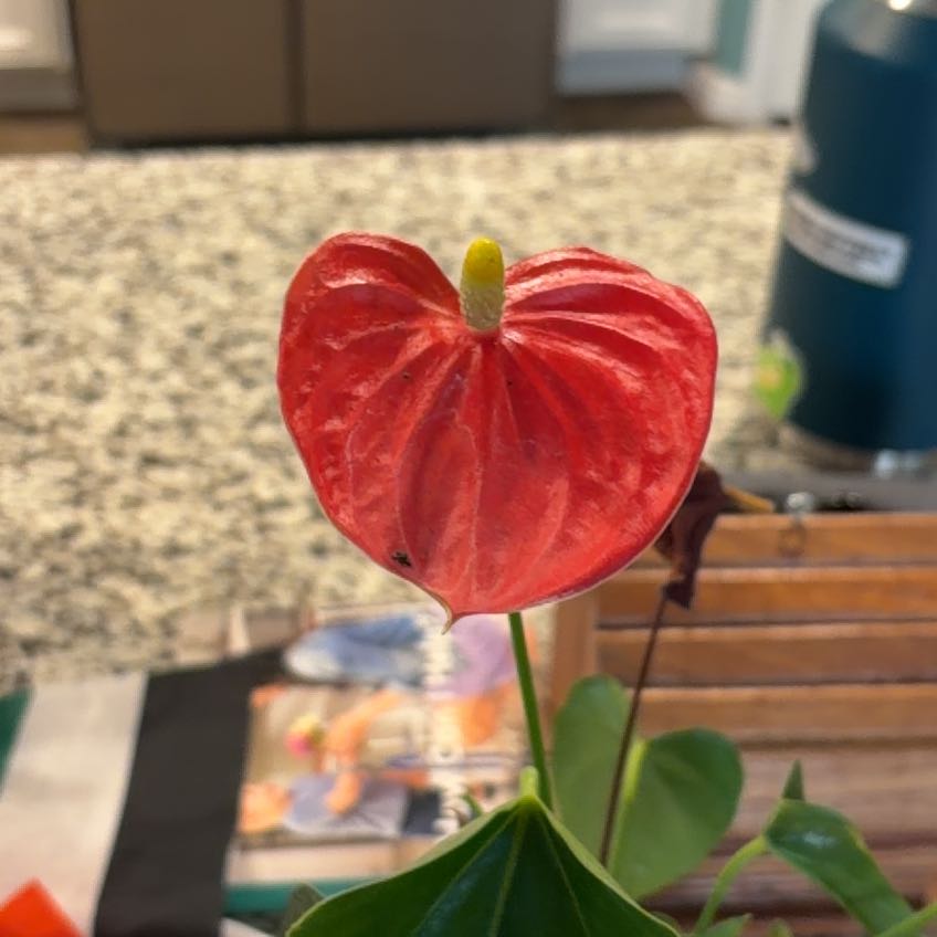 Photo of the plant species Assorted Anthurium by @HipWhitecoral35 named Uma Anthurium on Greg, the plant care app