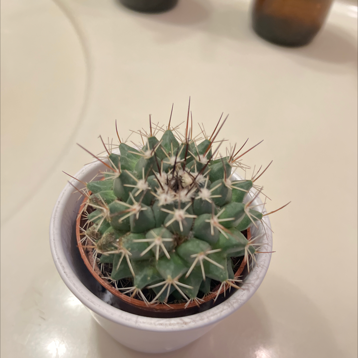 A healthy Mammillaria Formosa cactus in a small pot, well-centered and in focus.