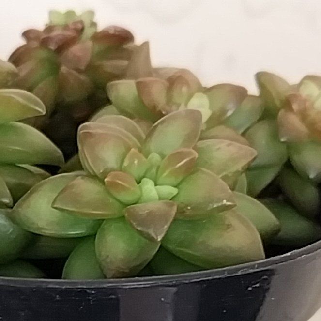 Photo of the plant species Sedum adolphi 'Shooting Stars' by @LuckySalal76 named Stella on Greg, the plant care app