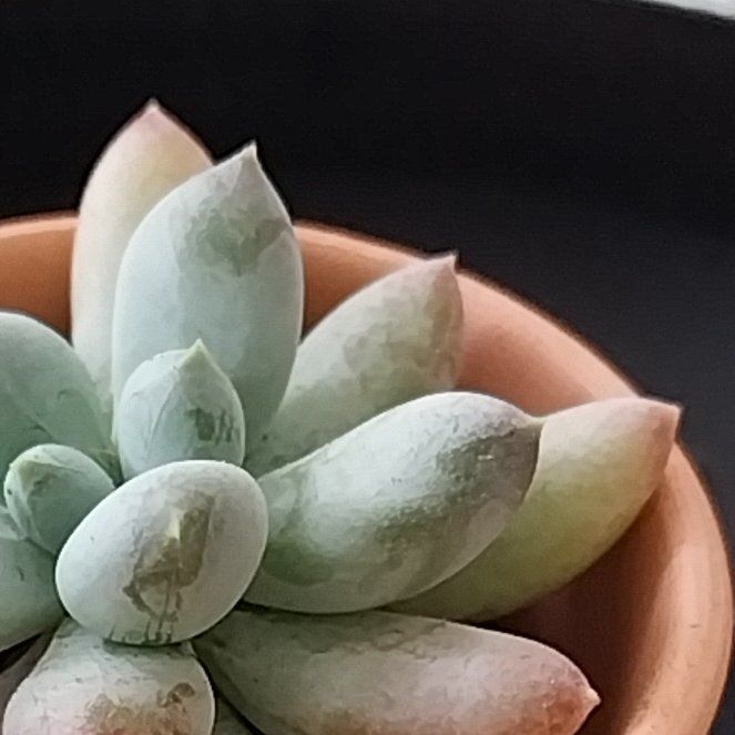 Photo of the plant species xPachyveria 'Angel Fingers' by @LuckySalal76 named Remington on Greg, the plant care app
