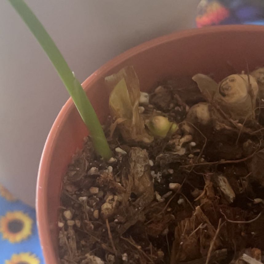 Photo of the plant species Thai Ginger by @AcclaimedHope25 named Sonora on Greg, the plant care app