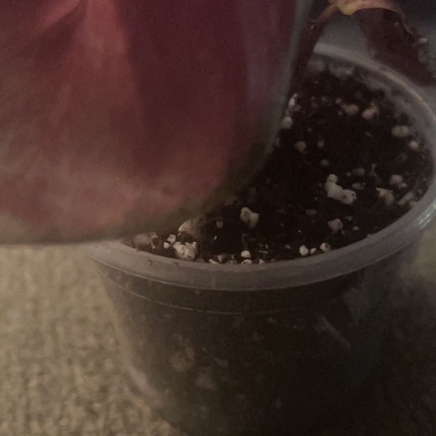 Photo of the plant species calathea rosy by @AcclaimedHope25 named Rosa on Greg, the plant care app