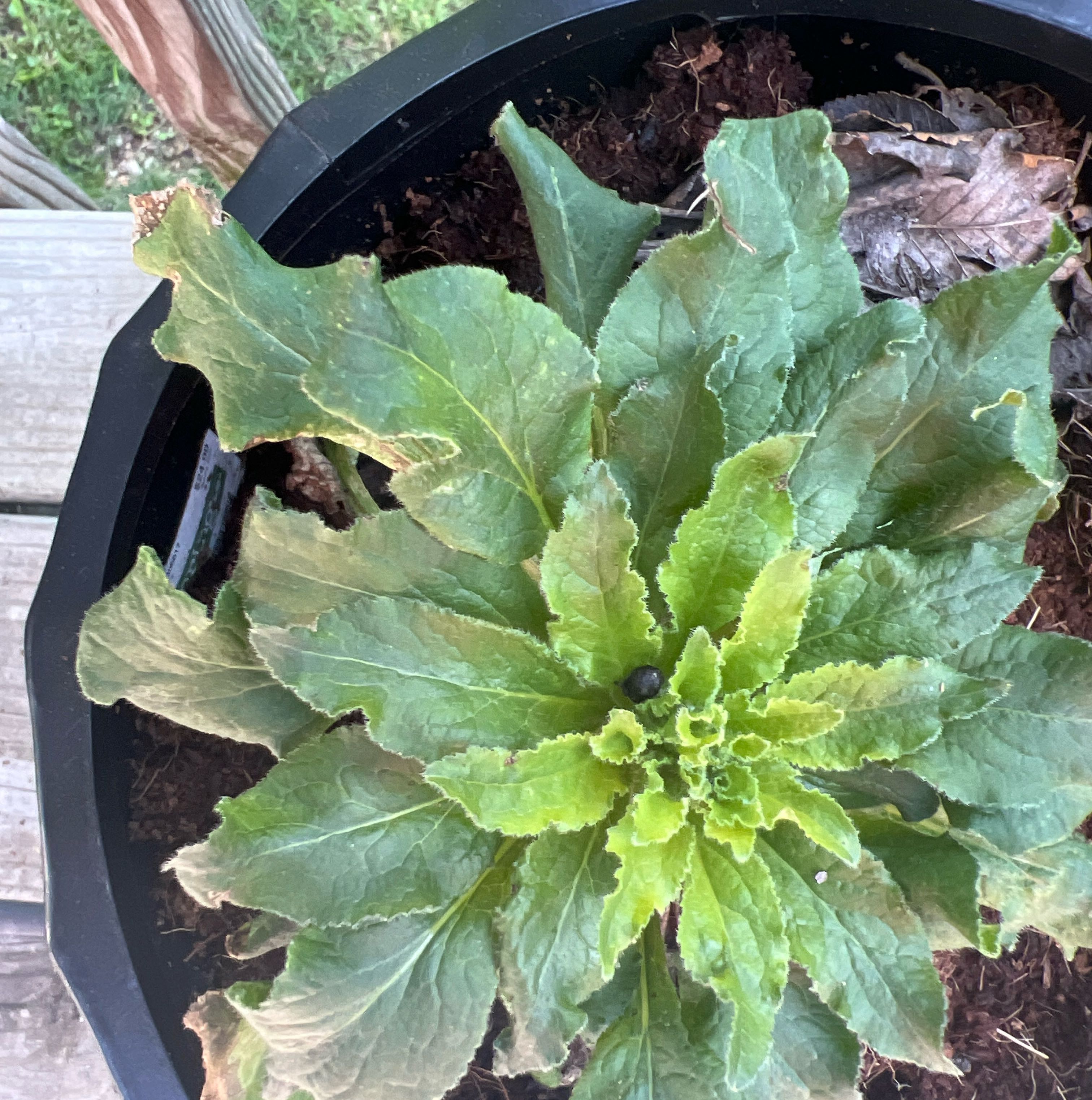 Photo of the plant species Canterbury Bells by @AcclaimedHope25 named Doja Cat on Greg, the plant care app