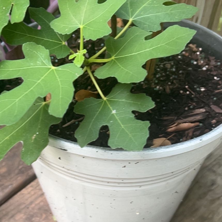 Photo of the plant species Brown Turkey Fig by @AcclaimedHope25 named Elina on Greg, the plant care app