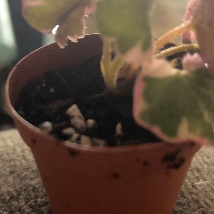 Photo of the plant species strawberry begonia varigated by @AcclaimedHope25 named Aria on Greg, the plant care app