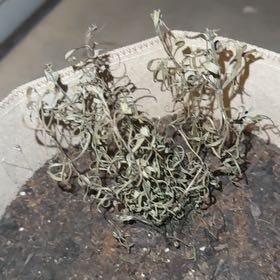 Photo of the plant species rosemary by @BabyNoni35 named Muhammad Ali on Greg, the plant care app