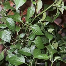 Photo of the plant species Jalapeno Pepper by @BabyNoni35 named Maya on Greg, the plant care app