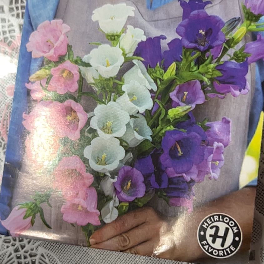 Photo of the plant species Canterbury Bells by @GoodMostii99 named Delilah on Greg, the plant care app