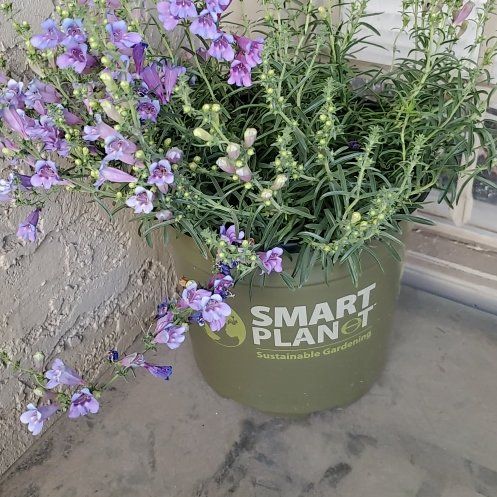 Photo of the plant species Penstemon 'Margarita BOP' by @JoyousMoss78 named Austen on Greg, the plant care app