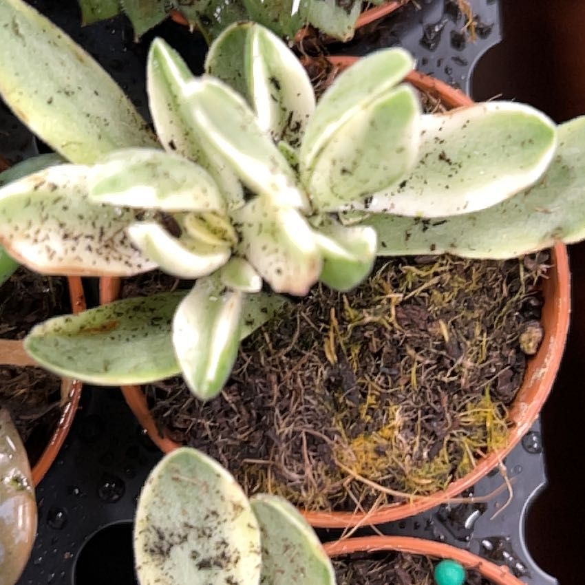 Photo of the plant species Calico Hearts by @QuirkyTitoki83 named Luna on Greg, the plant care app