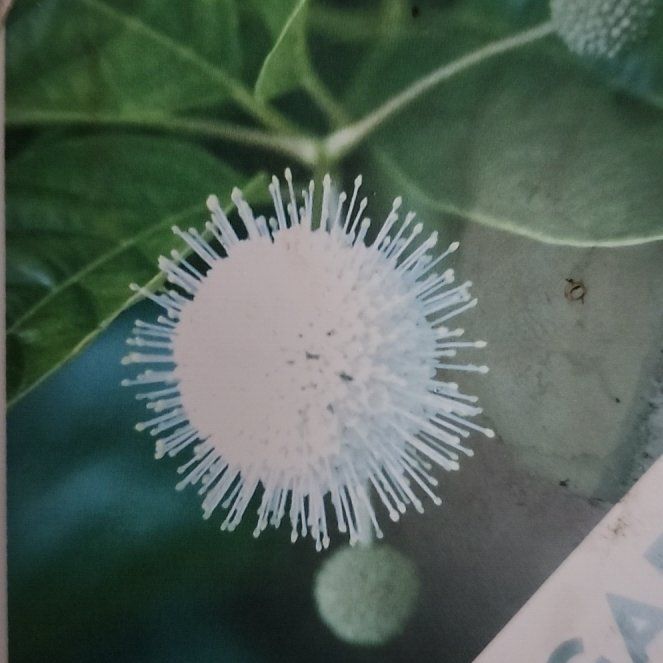 Photo of the plant species Common Buttonbush by @KeyOrchid55 named Keanu Leaves on Greg, the plant care app