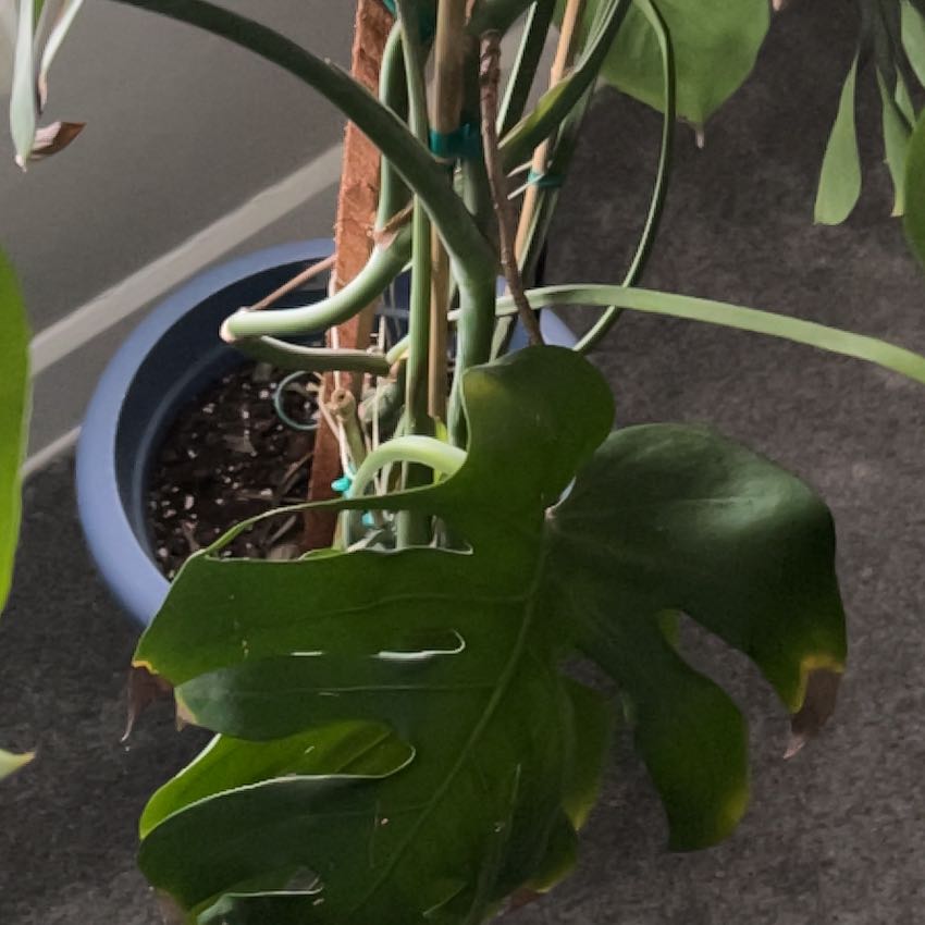 Photo of the plant species Tropical White Morning Glory by @MellowlyMakole named Tolkien on Greg, the plant care app