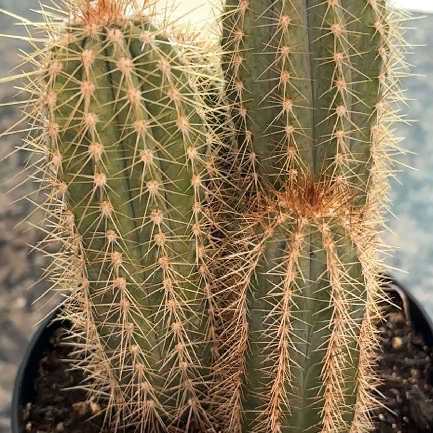 Photo of the plant species Pilosocereus odilensis by @BossCosmo61 named Bruce on Greg, the plant care app