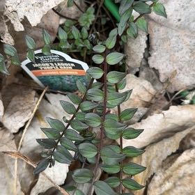 Photo of the plant species Jacob's Ladder by @BabySpinach70 named Ulysses S Plant on Greg, the plant care app