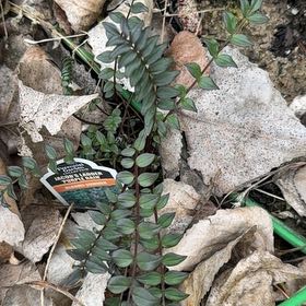 Photo of the plant species Jacob's Ladder by @BabySpinach70 named Tolkien on Greg, the plant care app