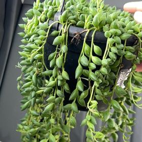 Photo of the plant species Raindrops by @GrownCacto73 named Medusa on Greg, the plant care app