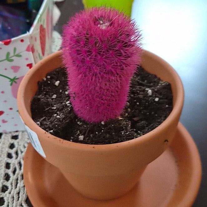 Photo of the plant species Kosmik Kaktus-a Special Cactus A by @VipCorncob78 named Terra on Greg, the plant care app
