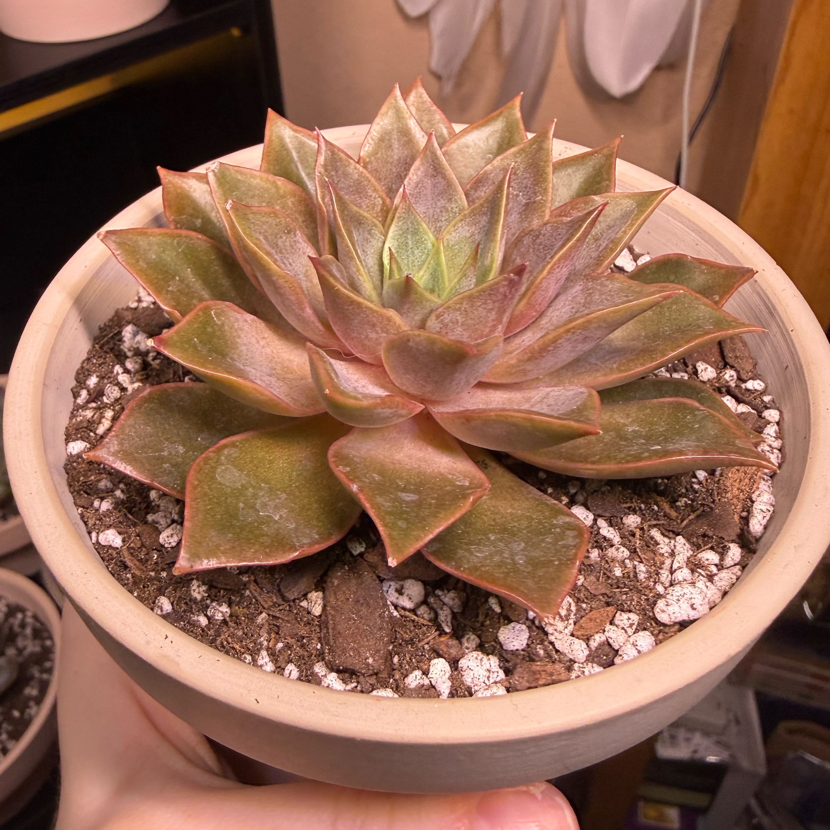 Photo of the plant species Yamatomini by @MentorBarley67 named Yami on Greg, the plant care app