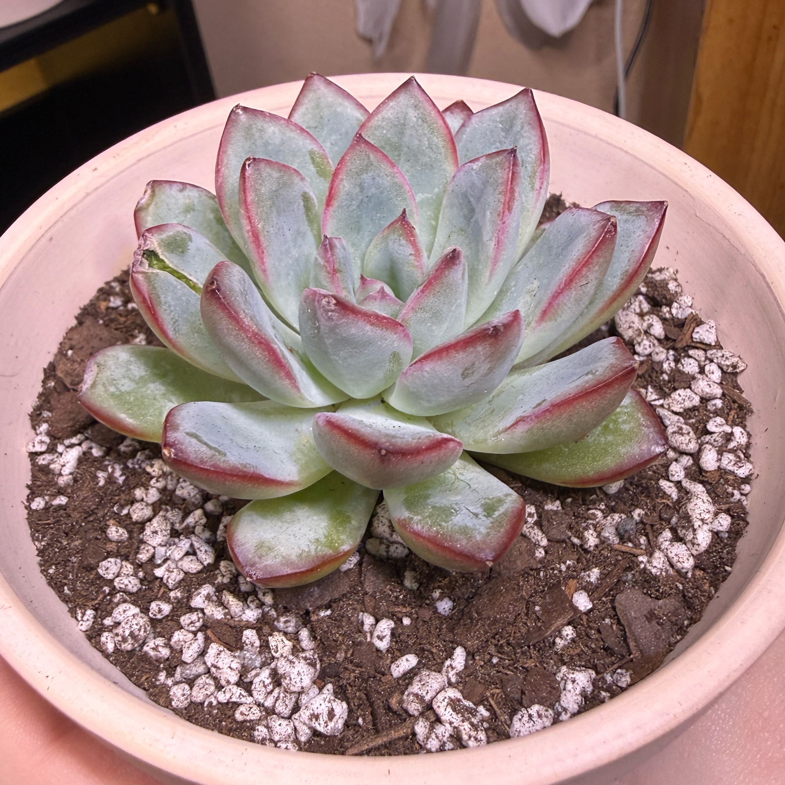 Photo of the plant species Echeveria Apus by @MentorBarley67 named Puss in Roots on Greg, the plant care app