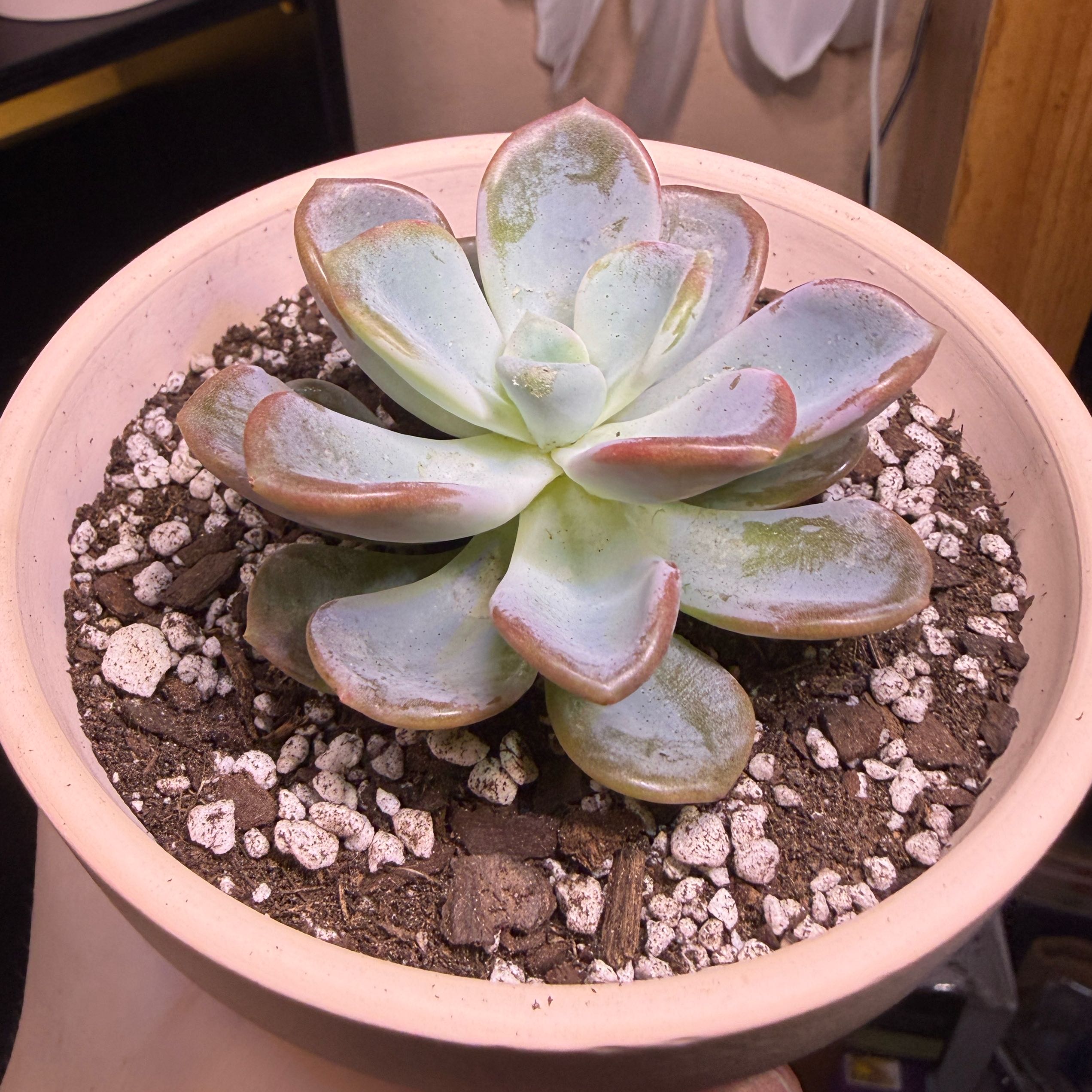 Photo of the plant species Echeveria 'Opalina' by @MentorBarley67 named Opalina on Greg, the plant care app
