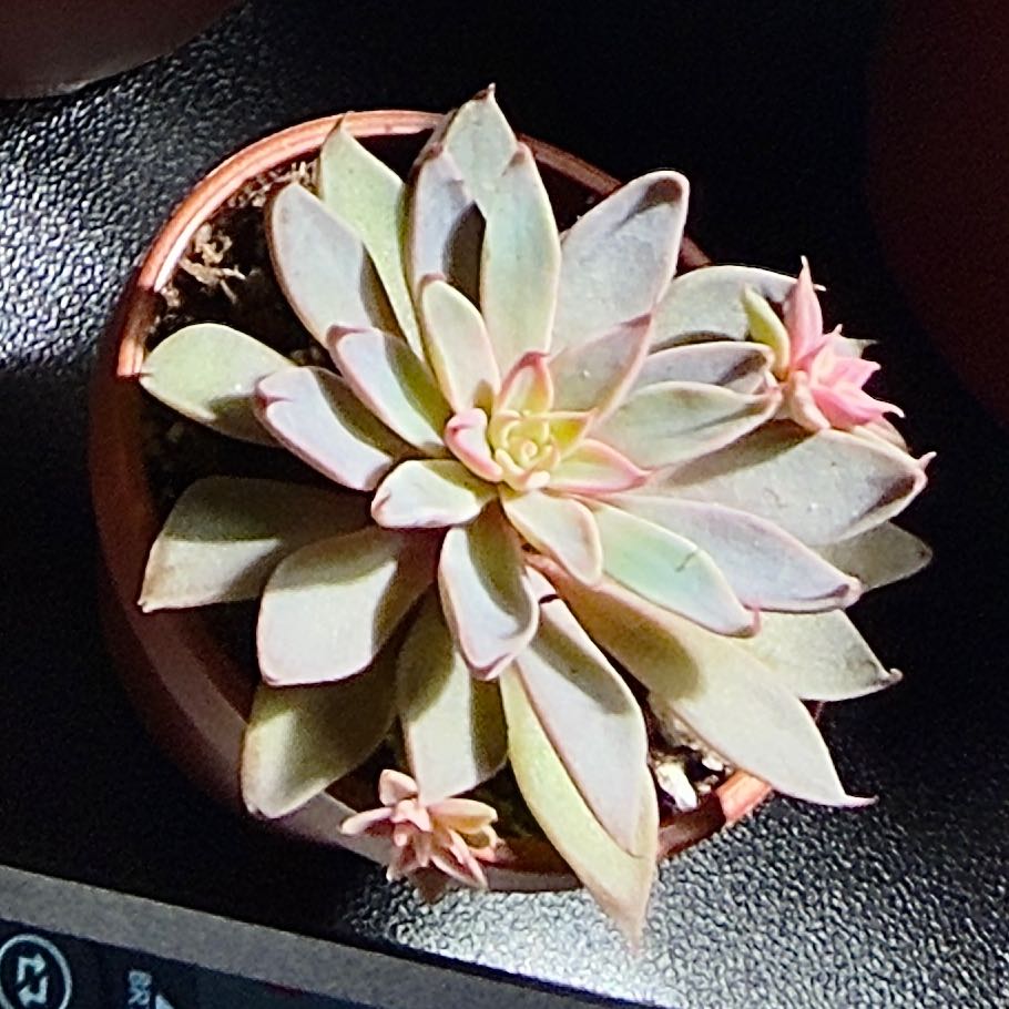 Photo of the plant species San Francisco River Leatherpetal by @MentorBarley67 named Pretty Petal on Greg, the plant care app