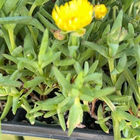 Photo of the plant species Iceplant by @ProphetPecan4 named Athena on Greg, the plant care app