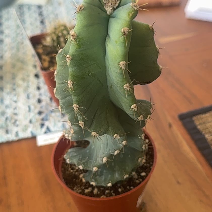 Photo of the plant species Cereus forbesii 'Giromagi' by @ProphetPecan4 named Messi on Greg, the plant care app