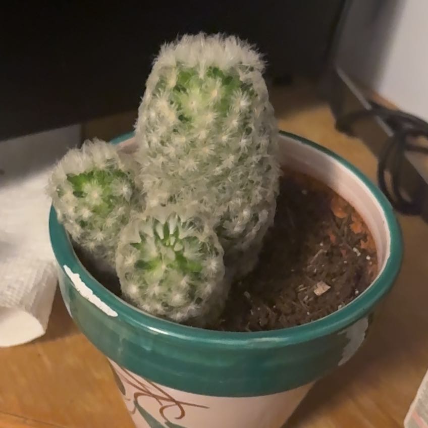 Photo of the plant species golf ball cactus by @SuaveCooperi17 named Sanders on Greg, the plant care app