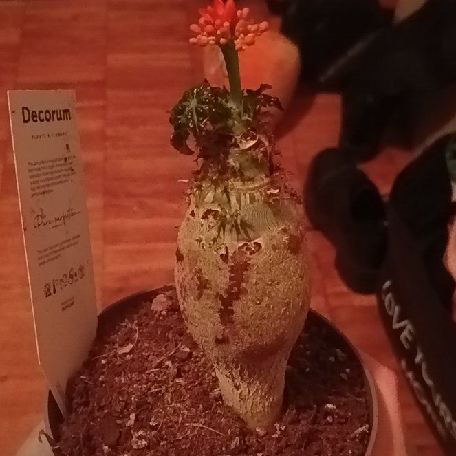 Photo of the plant species Buddha Belly Plant by @LovablyGinger33 named Kendall on Greg, the plant care app