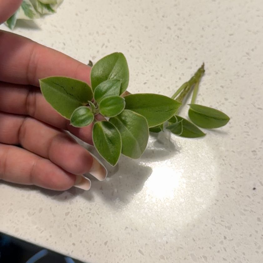 Photo of the plant species Peperomia 'Pixie Lime' by @TubularNoblefir named Mochi on Greg, the plant care app